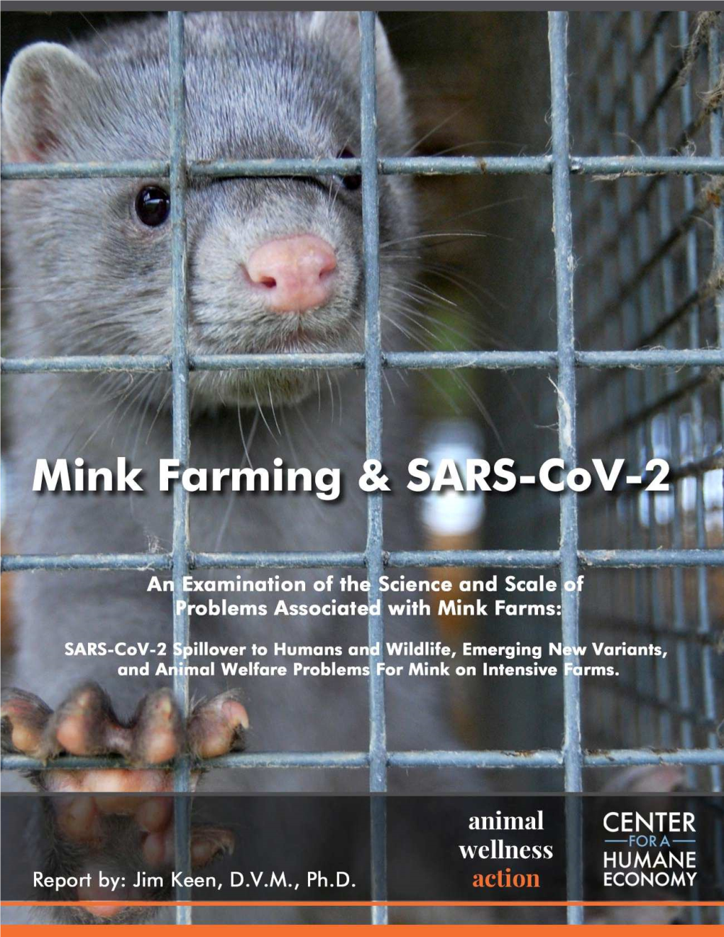 Mink and SARS-Cov-2