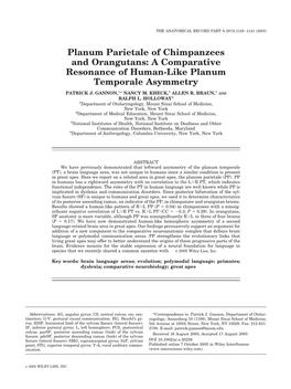 Planum Parietale of Chimpanzees and Orangutans: a Comparative Resonance of Human-Like Planum Temporale Asymmetry