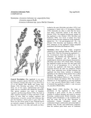Artemisia Tridentata Nutt. Big Sagebrush COMPOSITAE Synonyms