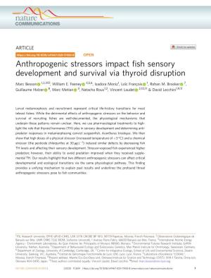 Anthropogenic Stressors Impact Fish Sensory Development and Survival Via Thyroid Disruption