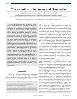 The Evolution of Tenascins and Fibronectin