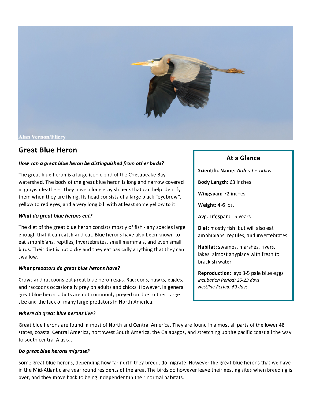 Great Blue Heron Facts