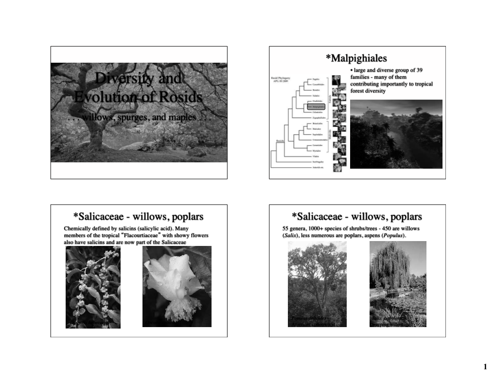 Diversity and Evolution of Rosids