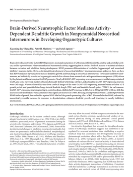 Brain-Derived Neurotrophic Factor Mediates Activity- Dependent Dendritic Growth in Nonpyramidal Neocortical Interneurons in Developing Organotypic Cultures