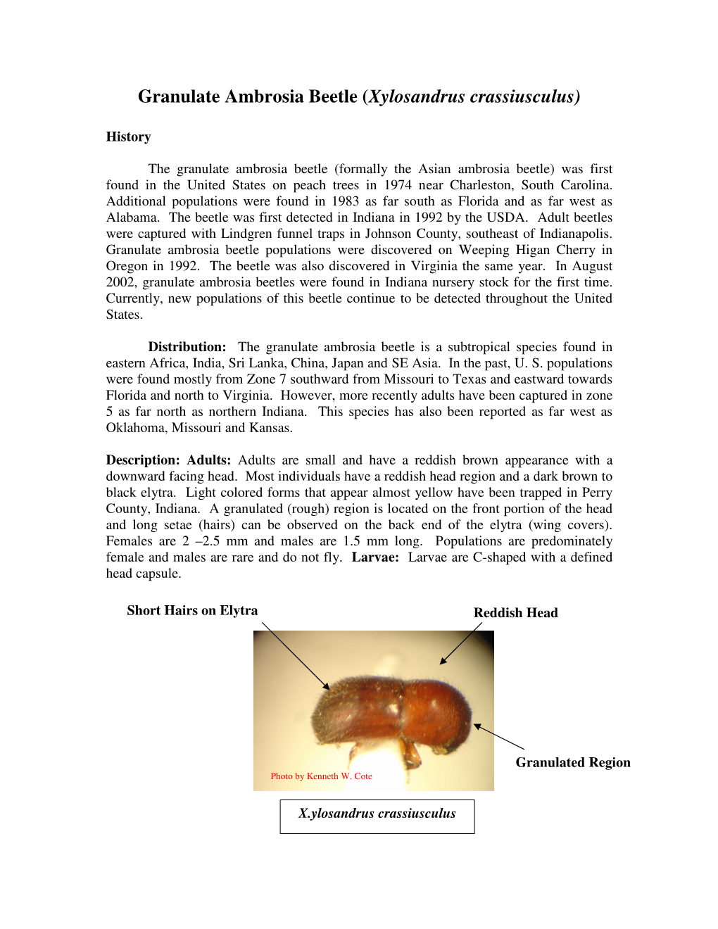 Granulate Ambrosia Beetle (Xylosandrus Crassiusculus)