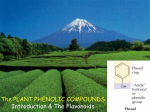 The PLANT PHENOLIC COMPOUNDS Introduction & the Flavonoids the Plant Phenolic Compounds - 8,000 Phenolic Structures Known