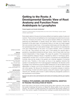 Getting to the Roots: a Developmental Genetic View of Root Anatomy and Function from Arabidopsis to Lycophytes