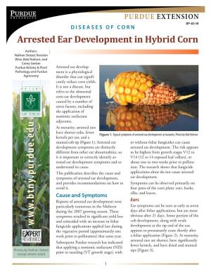 Arrested Ear Development in Hybrid Corn PURDUE EXTENSION PURDUE EXTENSION BP-85-W DISEASES of CORN Arrested Ear Development in Hybrid Corn