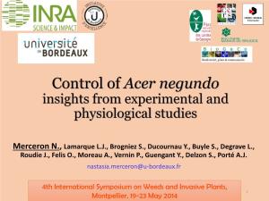 Acer Negundo Insights from Experimental and Physiological Studies