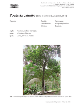 Pouteria Caimito (RUIZ Et PAVÓN) RADLKOFER, 1882