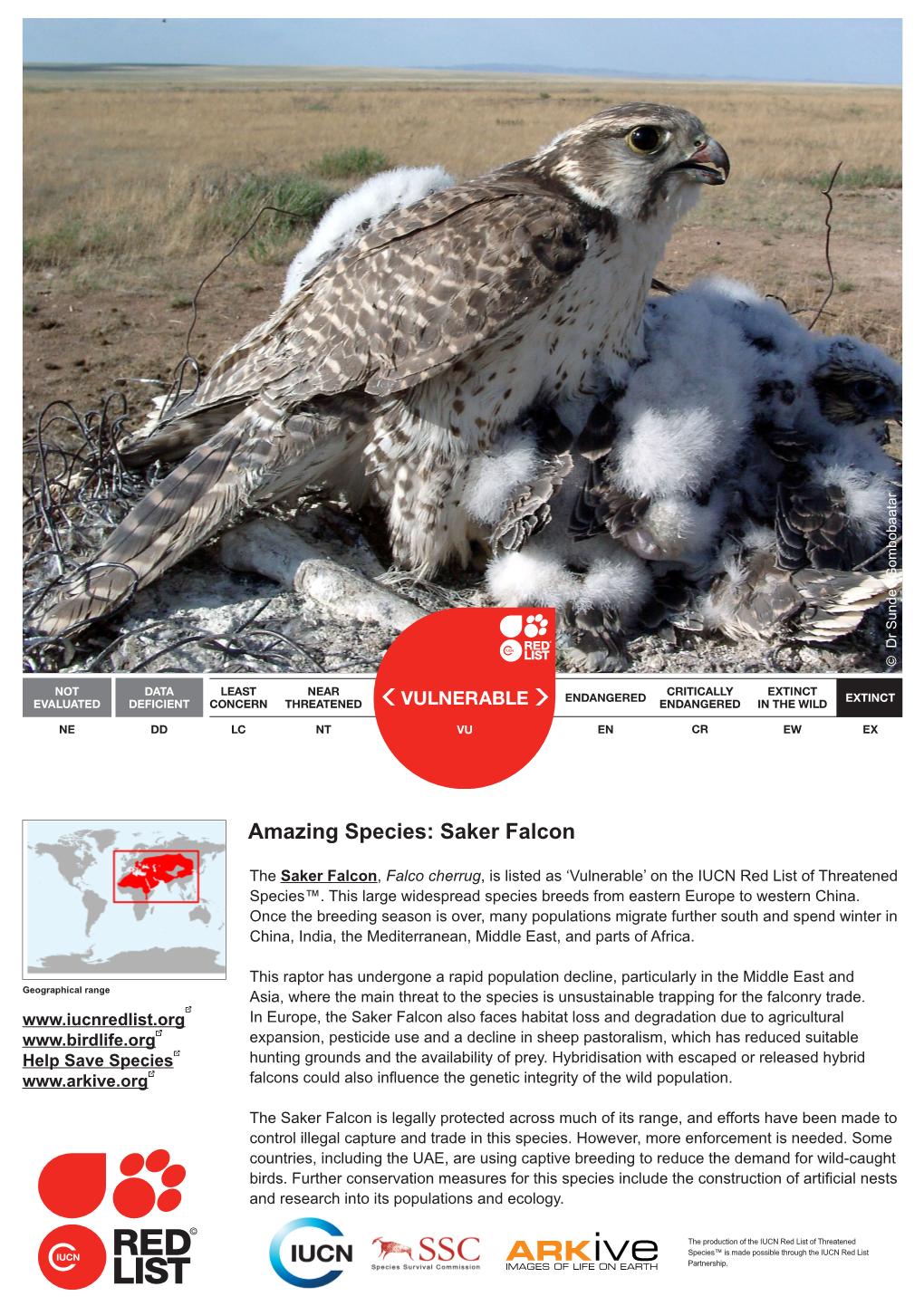 Amazing Species: Saker Falcon