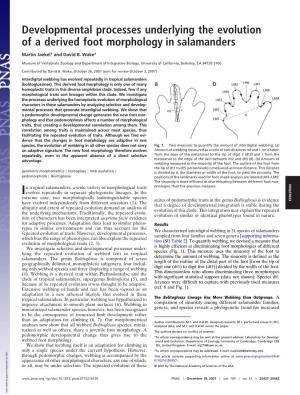 Developmental Processes Underlying the Evolution of a Derived Foot Morphology in Salamanders