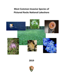 Most Common Invasive Species at Pictured Rocks National Lakeshore