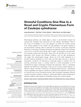 Stressful Conditions Give Rise to a Novel and Cryptic Filamentous Form of Caulerpa Cylindracea