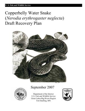 Copperbelly Water Snake Aster Neglec (Nerodia Erythrog Ta) Draft Recovery Plan