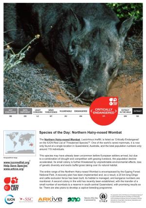 Species of the Day: Northern Hairy-Nosed Wombat