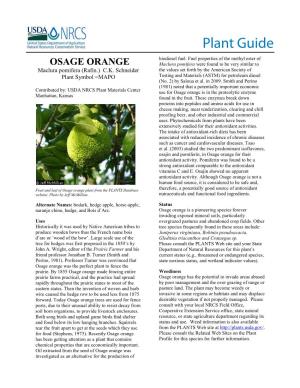 Osage Orange (Maclura Pomifera) Plant Guide