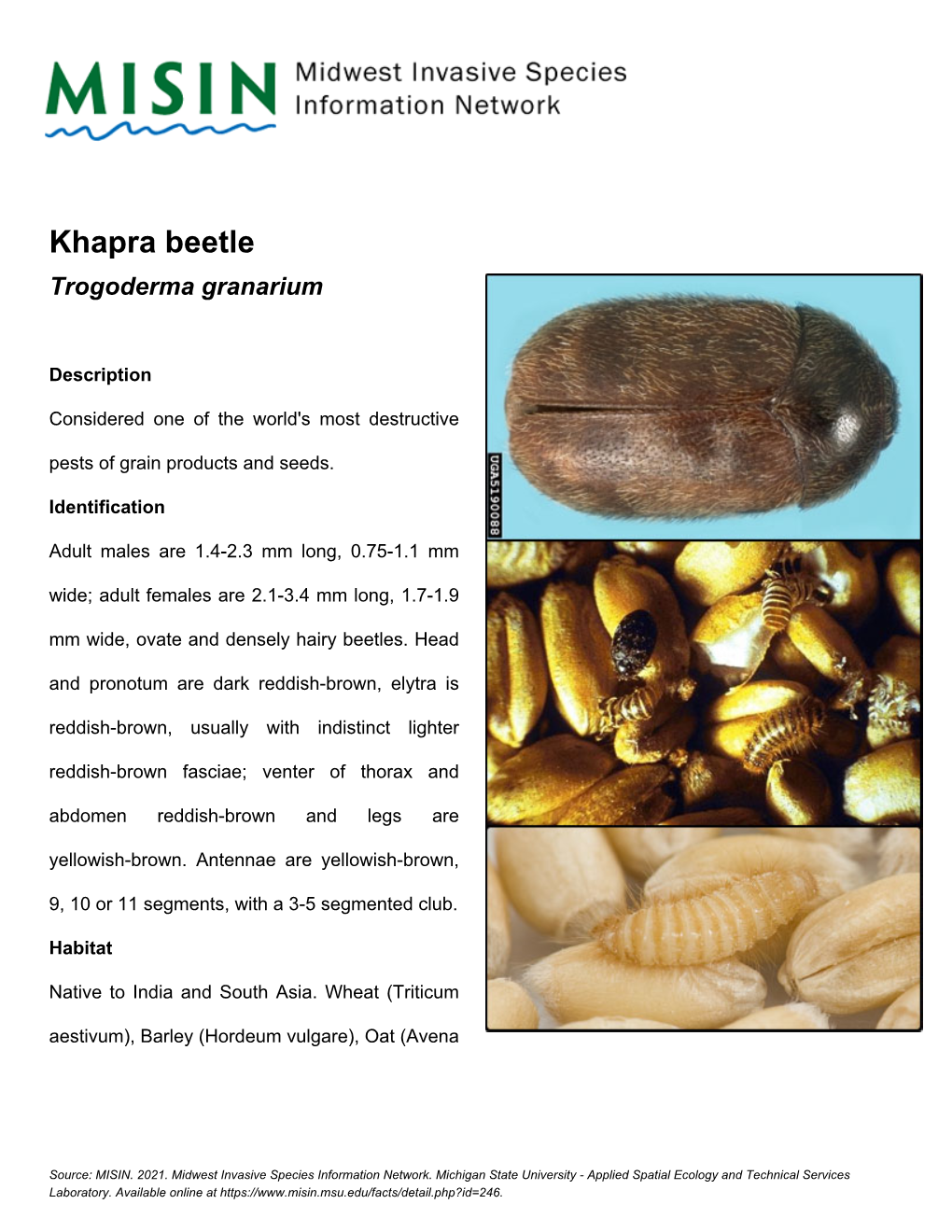 Khapra Beetle Trogoderma Granarium