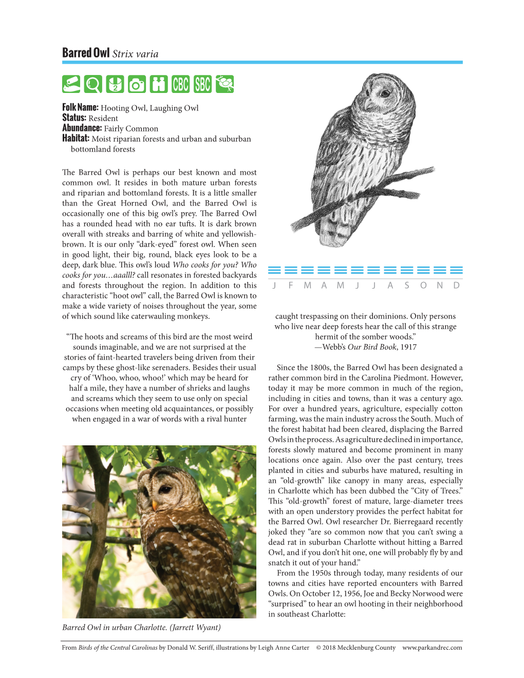 Barred Owl Strix Varia