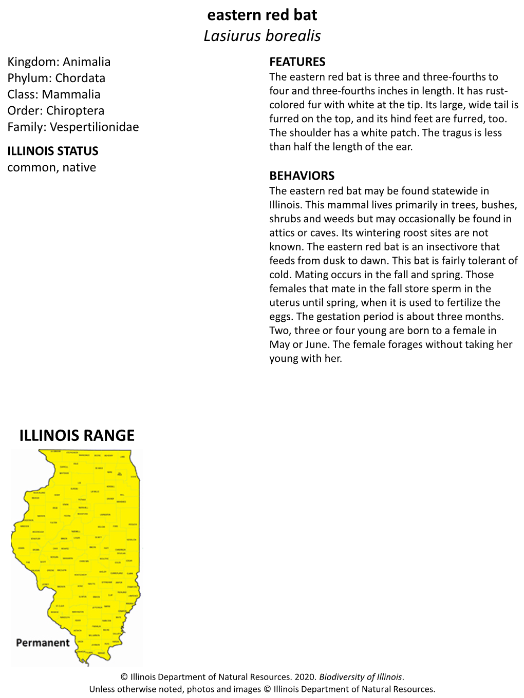 Eastern Red Bat Lasiurus Borealis ILLINOIS RANGE