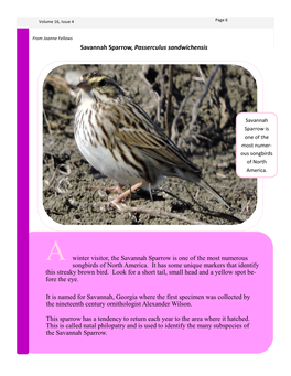 Savannah Sparrow, Passerculus Sandwichensis a Winter Visitor, The