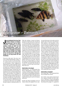 Tigerfiskar – Datnioides Text Och Foto: Jonathan Strömberg