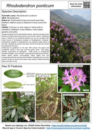 Rhododendron Ponticum Information