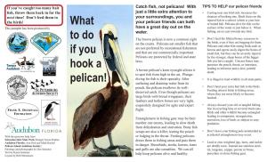What to Do If You Hook a Pelican!