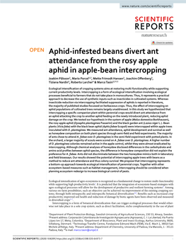 Aphid-Infested Beans Divert Ant Attendance from the Rosy Apple