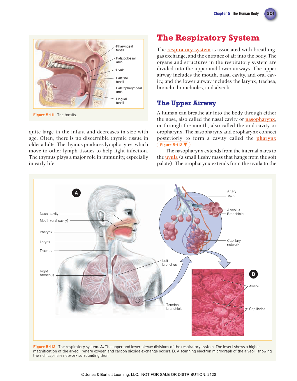 The Respiratory System Pharyngeal Tonsil the Respiratory System Is Associated with Breathing