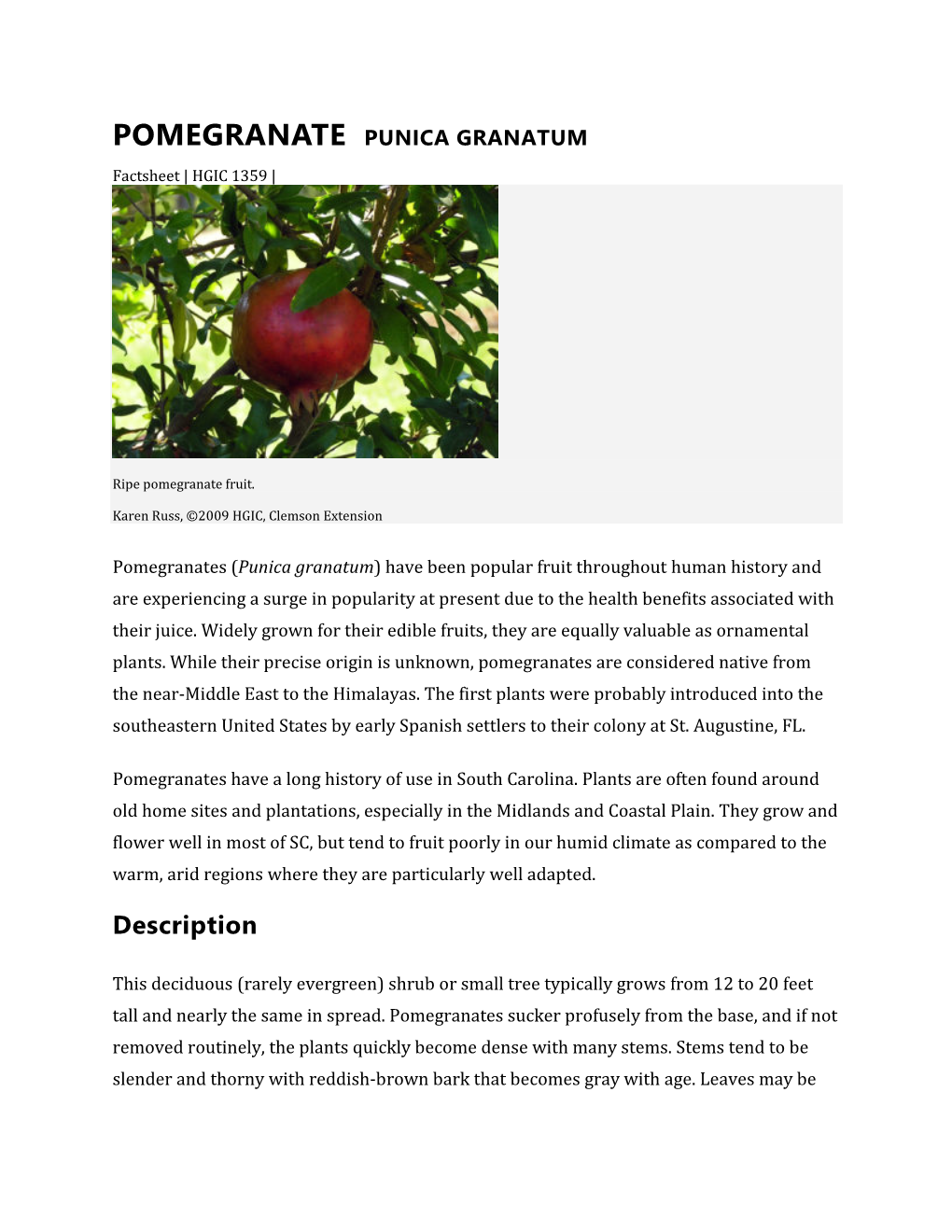 POMEGRANATE PUNICA GRANATUM Factsheet | HGIC 1359 |