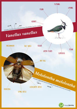 Melolontha Melolontha Vanellus Vanellus