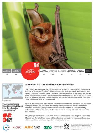Species of the Day: Eastern Sucker-Footed Bat