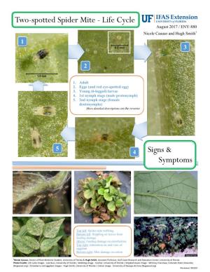 Two-Spotted Spider Mite - Life Cycle August 2017 / ENY-880 Nicole Casuso and Hugh Smith1 1 3