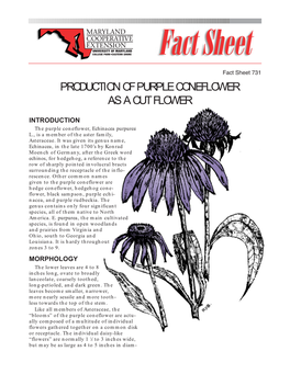 Production of Purple Coneflower As a Cut Flower