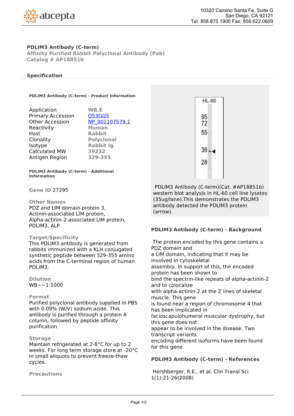 PDLIM3 Antibody (C-Term) Affinity Purified Rabbit Polyclonal Antibody (Pab) Catalog # Ap18851b