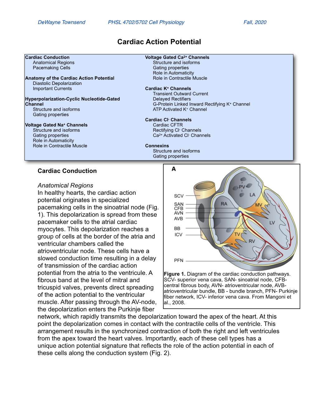 Cardiac AP Notes-2020