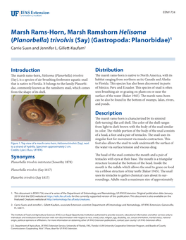 Marsh Rams-Horn, Marsh Ramshorn Helisoma (Planorbella) Trivolvis (Say) (Gastropoda: Planorbidae)1 Carrie Suen and Jennifer L