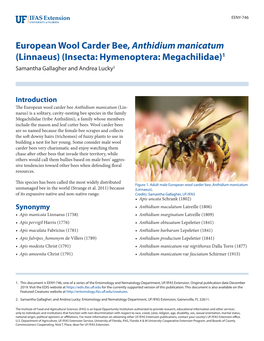European Wool Carder Bee, Anthidium Manicatum (Linnaeus) (Insecta: Hymenoptera: Megachilidae)1 Samantha Gallagher and Andrea Lucky2
