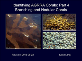 Identifying AGRRA Corals: Part 4 Branching and Nodular Corals