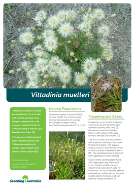 Vittadinia Muelleri