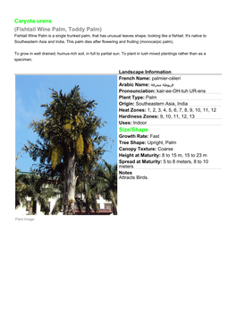 Caryota Urens (Fishtail Wine Palm, Toddy Palm) Fishtail Wine Palm Is a Single Trunked Palm, That Has Unusual Leaves Shape, Looking Like a Fishtail