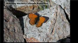 Watching Western Colorado Butterflies