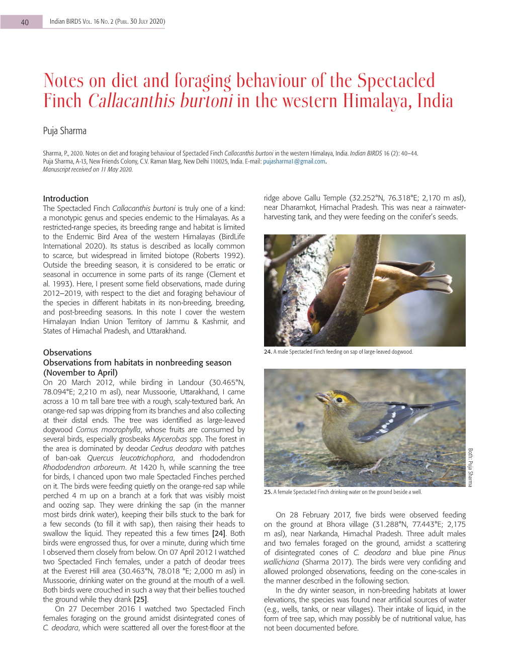 Notes on Diet and Foraging Behaviour of the Spectacled Finch Callacanthis Burtoni in the Western Himalaya, India
