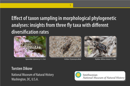 Effect of Taxon Sampling in Morphological Phylogenetic Analyses: Insights from Three Fly Taxa with Different Diversification Rates