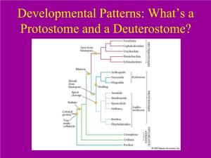 Developmental Patterns: What's a Protostome and a Deuterostome?