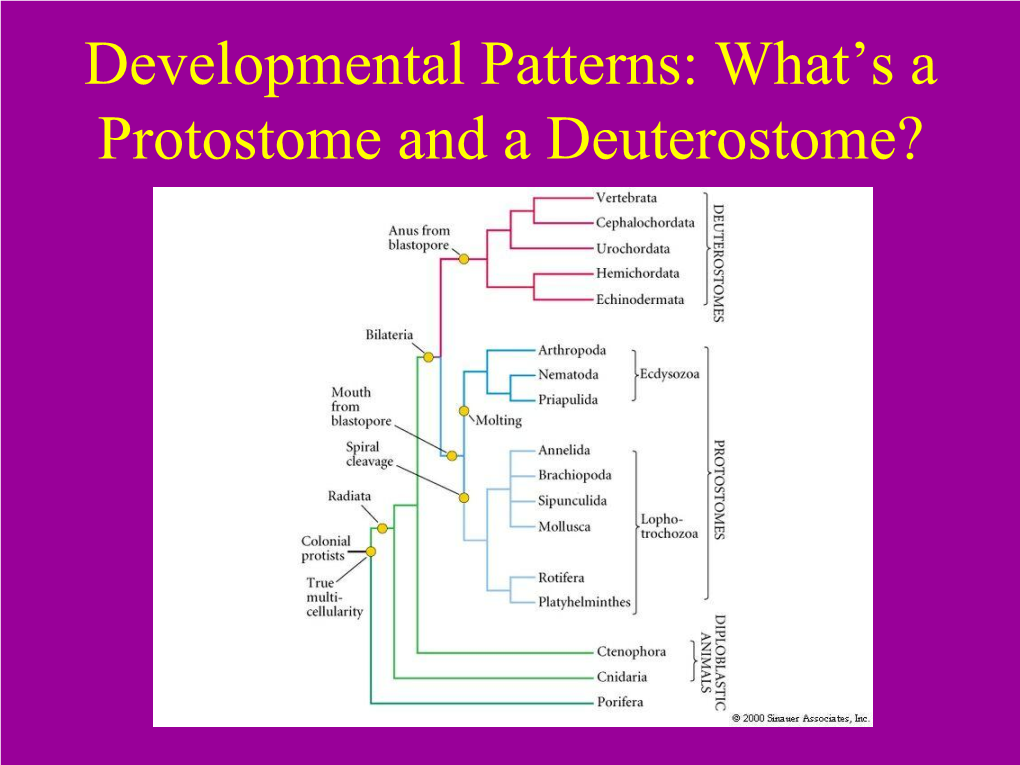 Developmental Patterns: What's a Protostome and a Deuterostome? - DocsLib