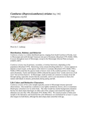 Cambarus (Depressicambarus) Striatus Hay 1902 Ambiguous Crayfish