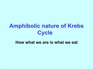Amphibolic Nature of Krebs Cycle