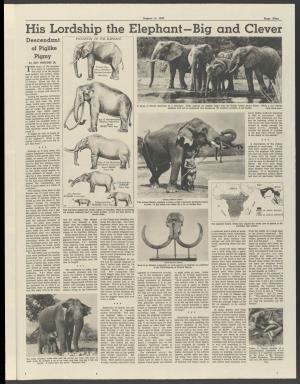 His Lordship the Elephant -,Big and Clever Descendant EVOLUTION of the ELEPHANT of Piglike Pigmy by GUY MURCHIE JR